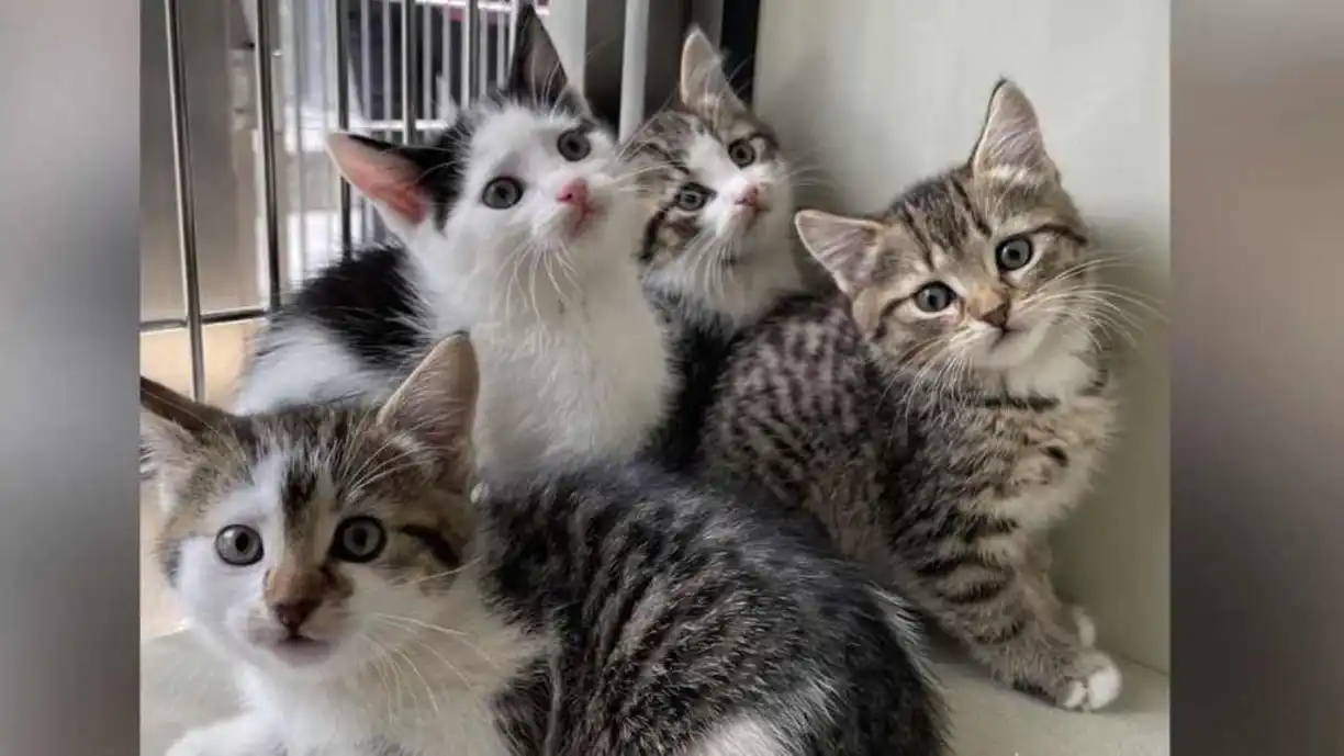 Zagueiro ex-Corinthians é homenageado por torcedor que encontrou filhotes de gatos em estádio